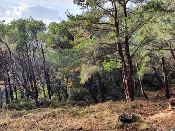 Grundstück Wald und Meer in Bar – SUS01