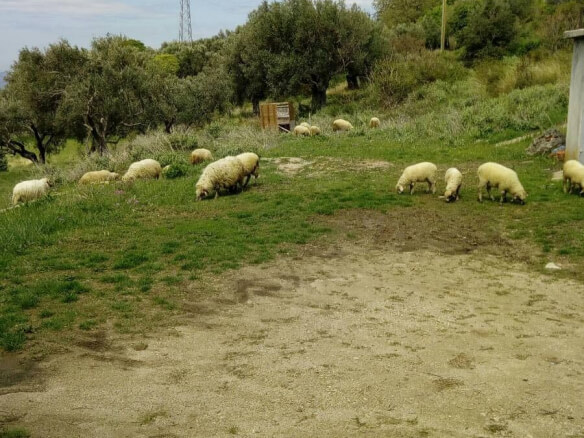 Grundstück zum Kauf in Dobra Voda – DV56