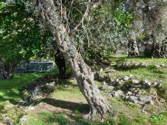 Land with old house for sale in Bartula/Bar – Ba1