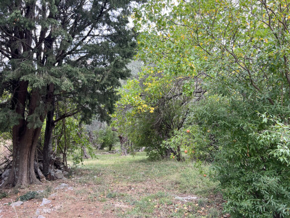 Plot in Stari Bar with spring and olive trees – SB1