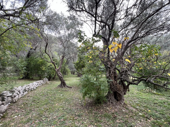 Plot in Stari Bar with spring and olive trees – SB1