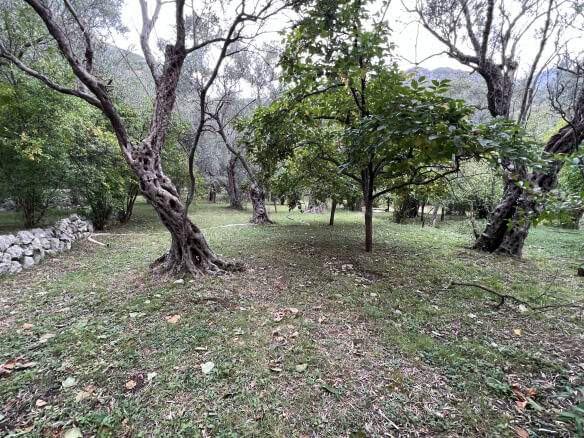 Plot in Stari Bar with spring and olive trees – SB1