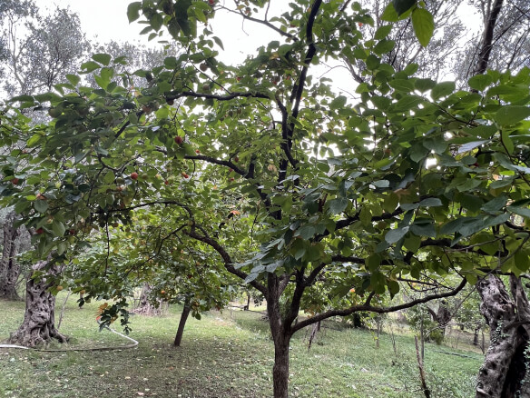 Plot in Stari Bar with spring and olive trees – SB1