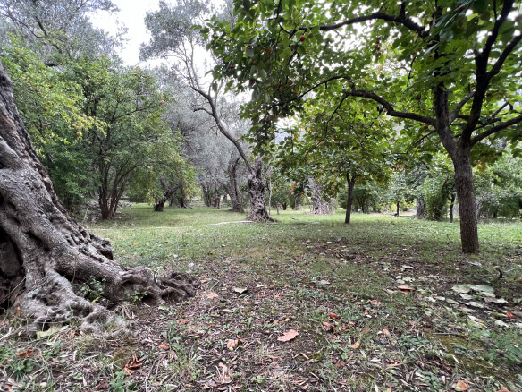 Plot in Stari Bar with spring and olive trees – SB1
