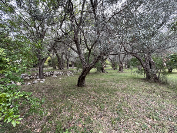 Plot in Stari Bar with spring and olive trees – SB1