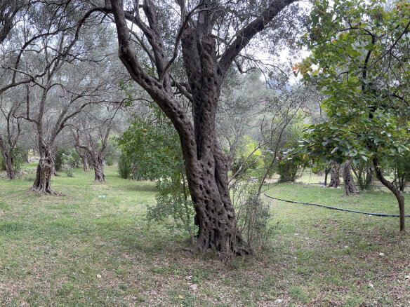 Plot in Stari Bar with spring and olive trees – SB1