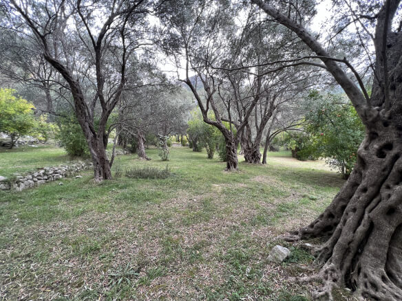 Plot in Stari Bar with spring and olive trees – SB1