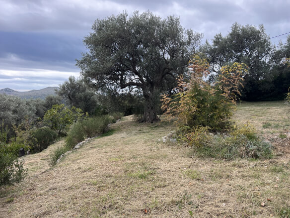 Plot in Stari Bar with olive trees and mountain views – SB2