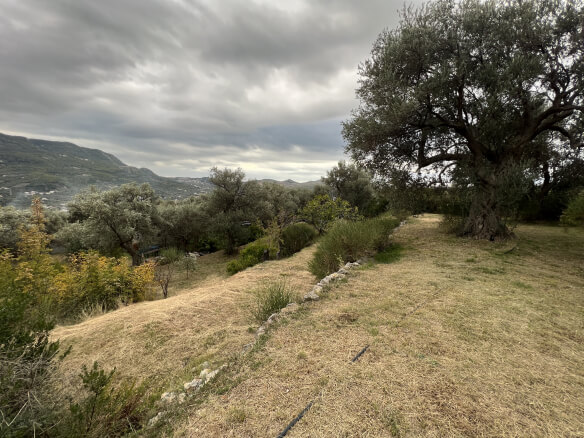 Plot in Stari Bar with olive trees and mountain views – SB2