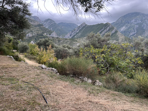 Plot in Stari Bar with olive trees and mountain views – SB2
