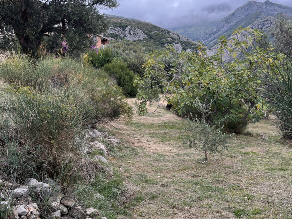 Plot in Stari Bar with olive trees and mountain views – SB2