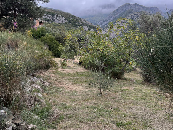 Plot in Stari Bar with olive trees and mountain views – SB2