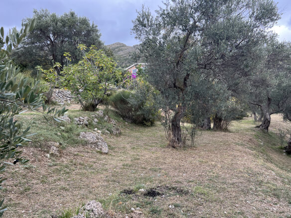 Plot in Stari Bar with olive trees and mountain views – SB2