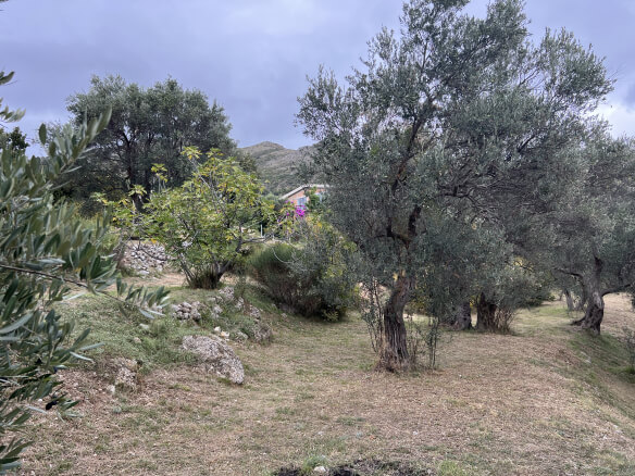 Plot in Stari Bar with olive trees and mountain views – SB2