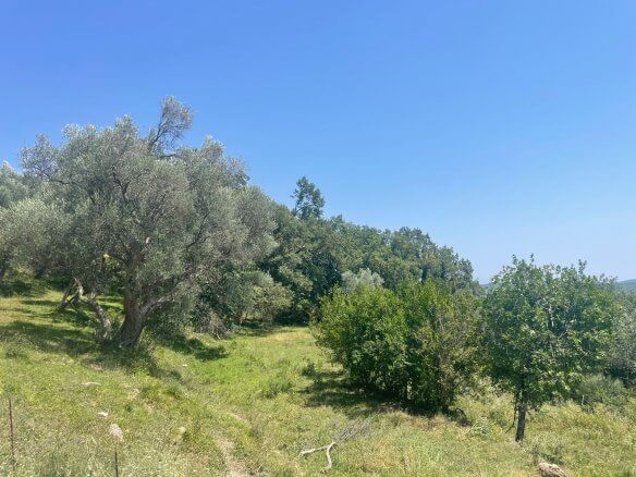 Grundstück in Dabezići – Dab02