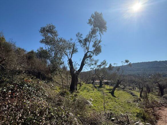 Land plot in Ravanj/ Pečurice for sale – P15