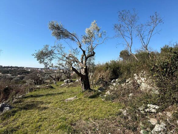 Land plot in Ravanj/ Pečurice for sale – P15