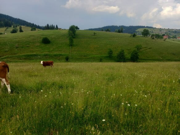 Grundstück in Rožaje zum Kauf – Ro25