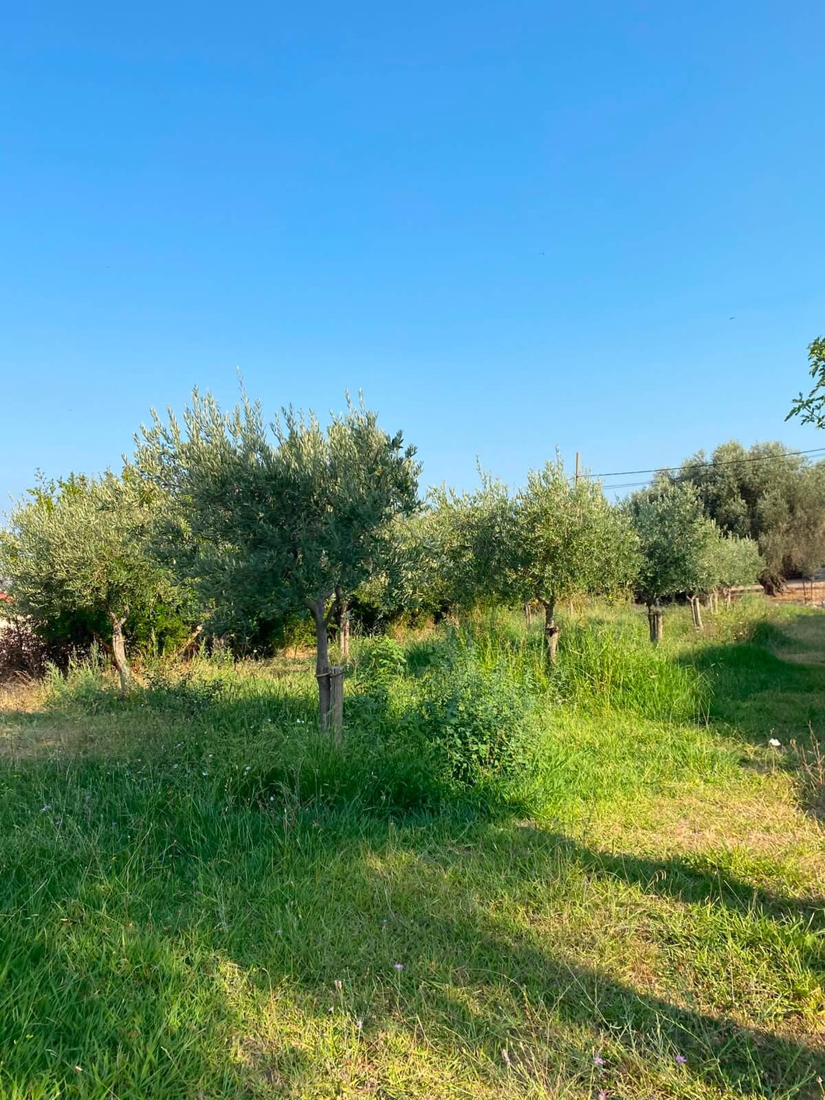 Großzügiges Grundstück mit Meerblick in Dobra Voda – DV68