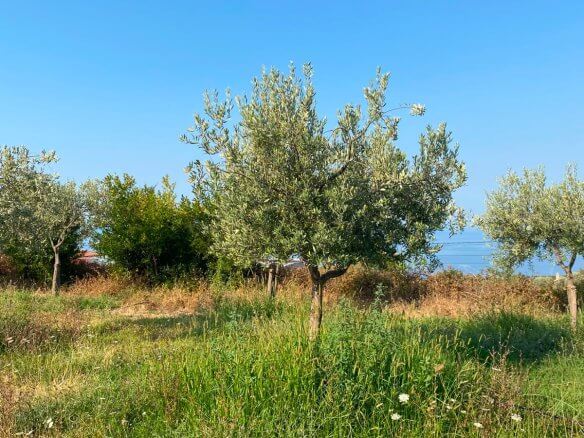 Großzügiges Grundstück mit Meerblick in Dobra Voda – DV68
