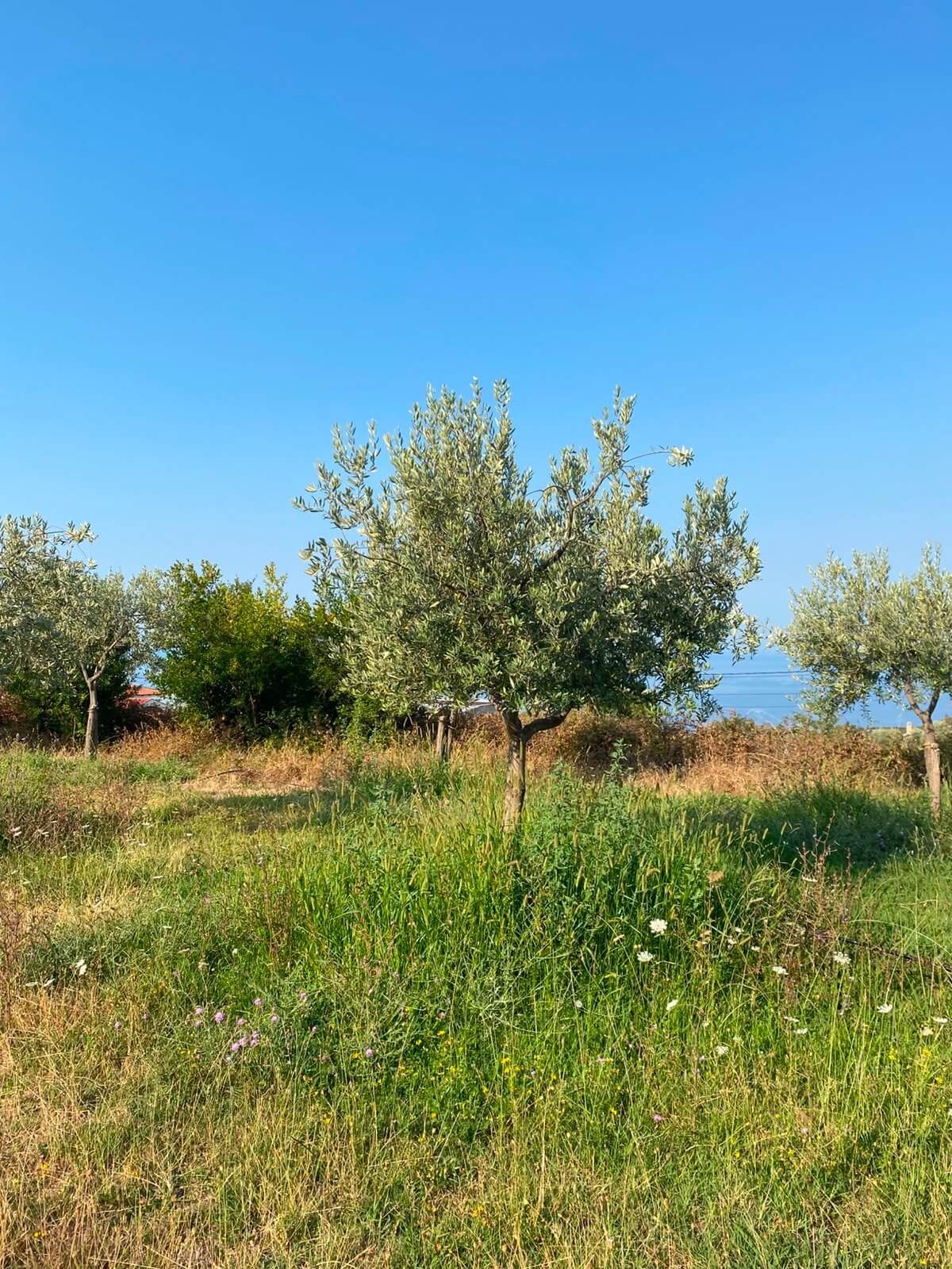 Großzügiges Grundstück mit Meerblick in Dobra Voda – DV68