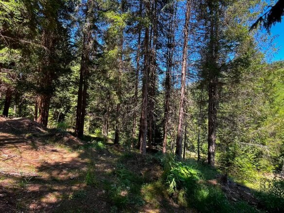Großes Naturgrundstück mit Waldanteil bei Rožaje mit Bergblick zum Kauf – Ro30