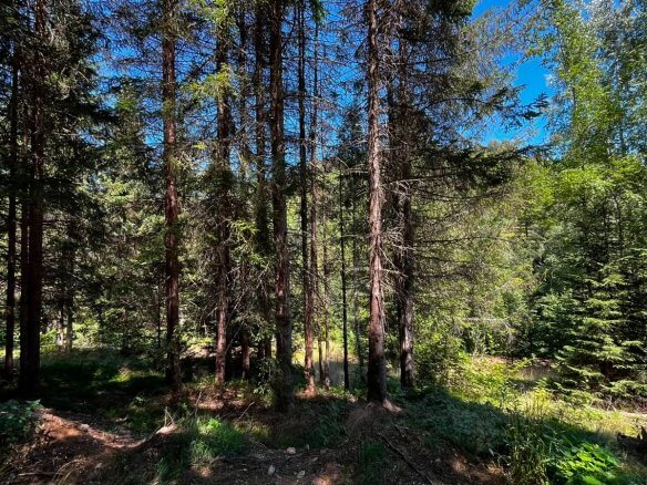 Großes Naturgrundstück mit Waldanteil bei Rožaje mit Bergblick zum Kauf – Ro30