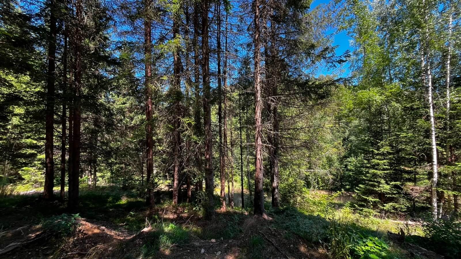 Großes Naturgrundstück mit Waldanteil bei Rožaje mit Bergblick zum Kauf – Ro30