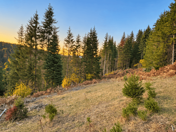 Weitläufiges Grundstück mit Wald und Bergblick in Rožaje zum Kauf – Ro34