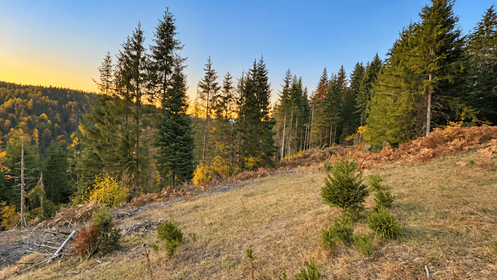 Weitläufiges Grundstück mit Wald und Bergblick in Rožaje zum Kauf – Ro34